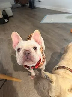 Cheesecake thumbnail 5