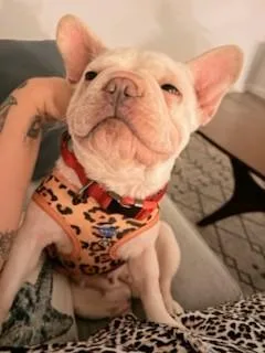 Cheesecake thumbnail 6