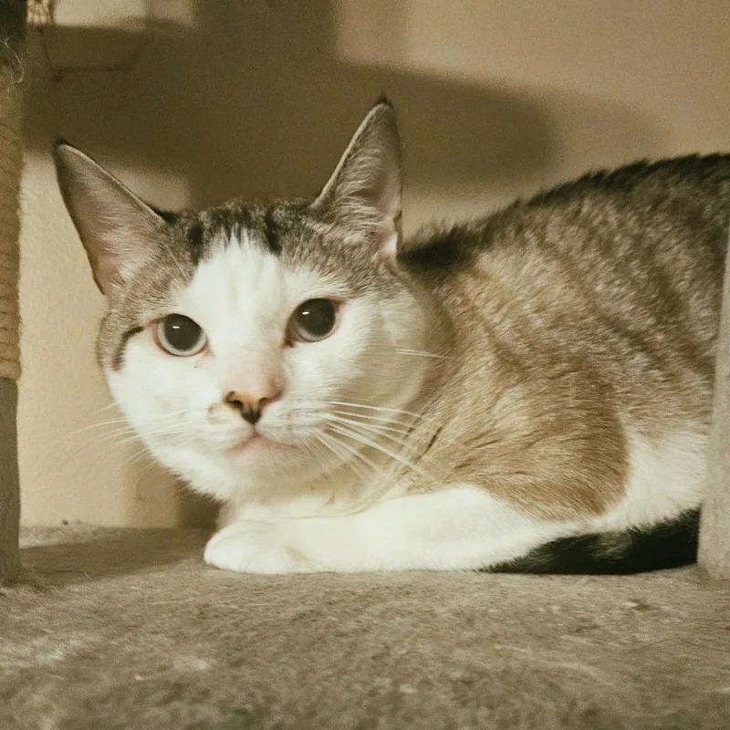 An adult small-sized male White Domestic Short Hair cat named Neo for adoption in Winchester, VA
