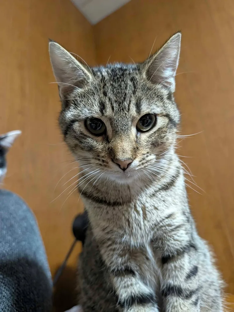 A young medium-sized male Tabby (Brown / Chocolate) Domestic Short Hair cat named Mr. Kyle Cat for adoption in Logan, OH