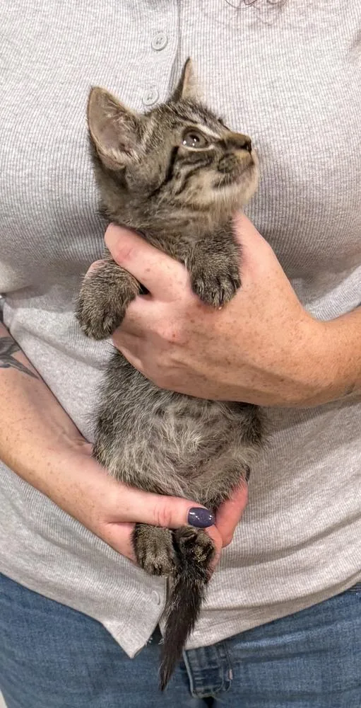 A baby small-sized male Gray / Blue / Silver Domestic Short Hair cat named Charlie Chan for adoption in Wilmington, NC