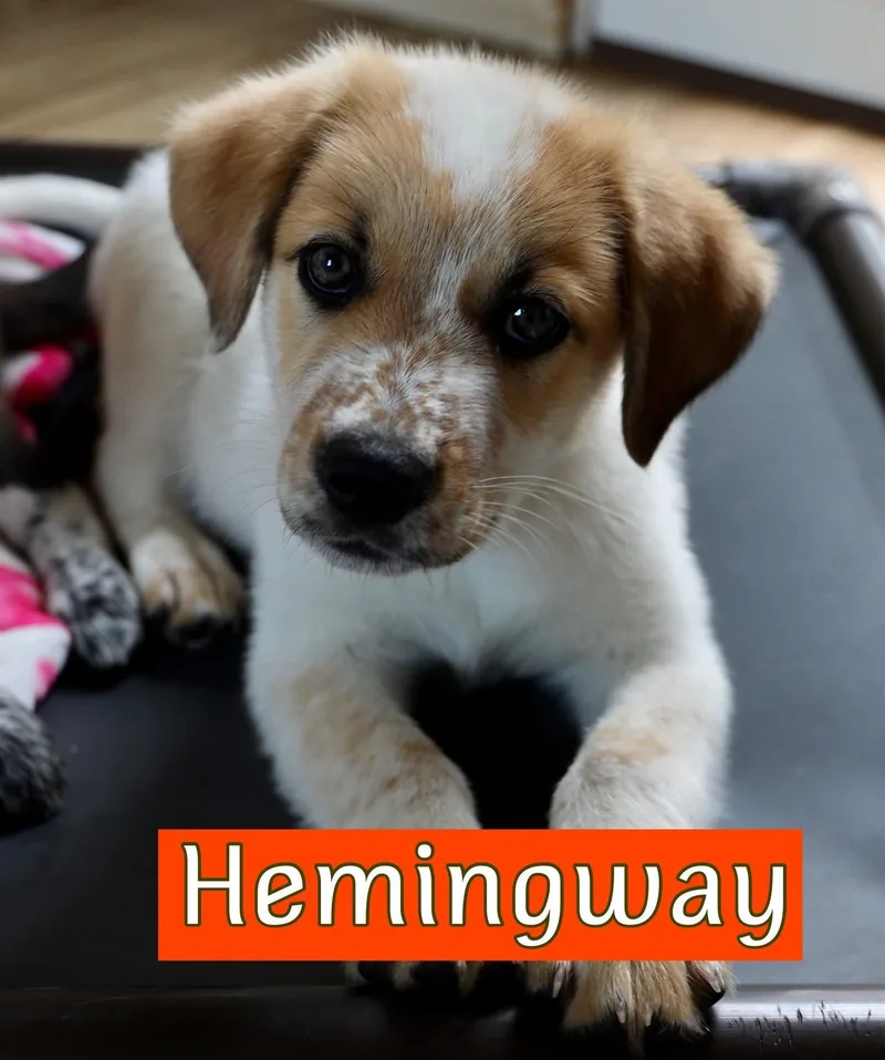 Poe  Hemingway  thumbnail 2