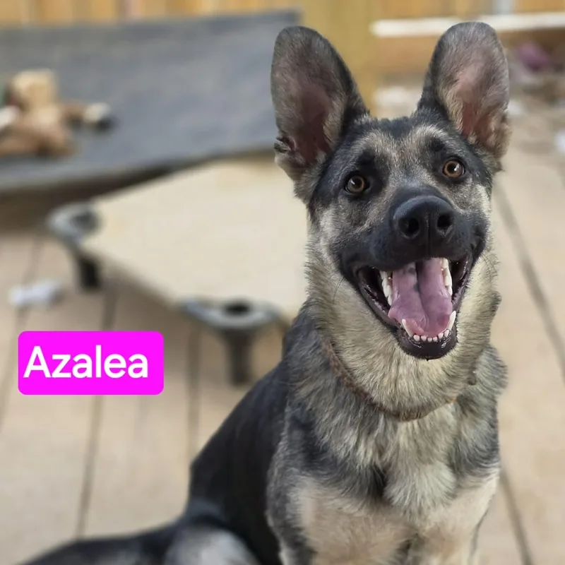 A young large-sized female Black German Shepherd Dog dog named Azalea for adoption in Greeneville, TN
