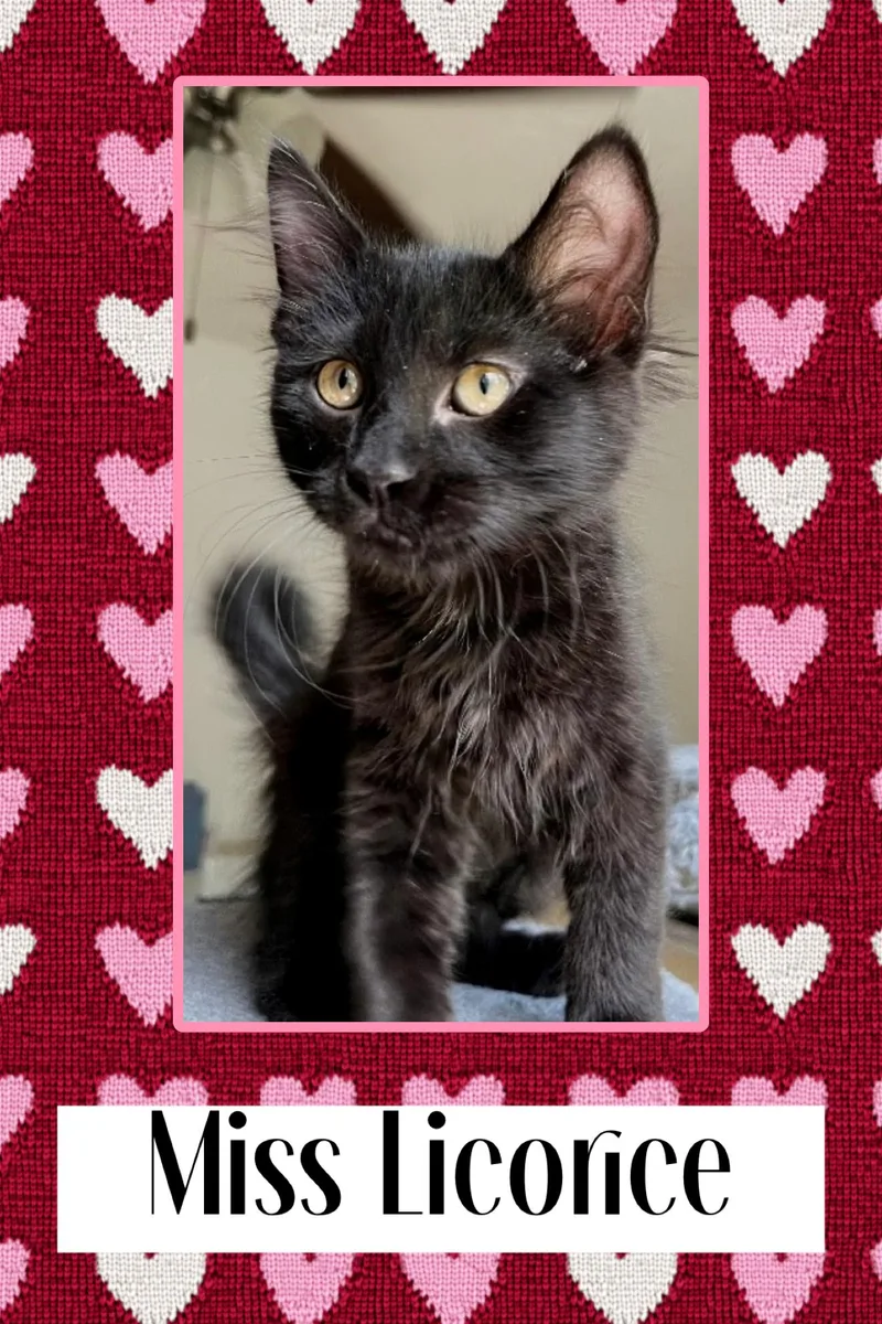 Licorice
