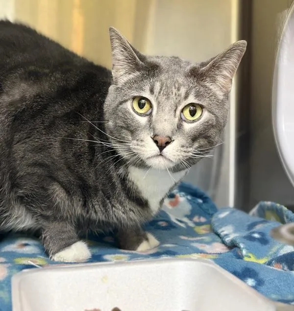 An adult large-sized male Domestic Short Hair cat named Ozzie for adoption in Sioux City, IA