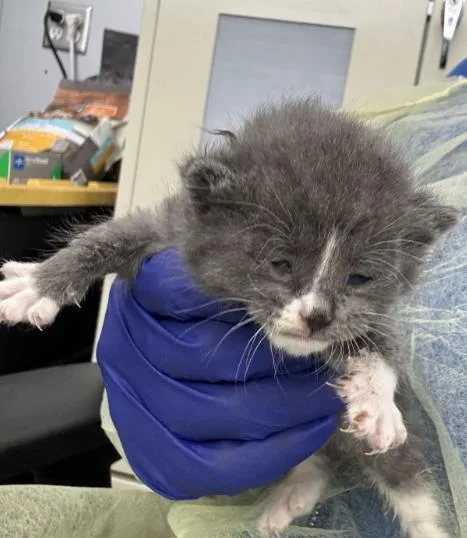 A baby medium-sized female Domestic Short Hair cat named Juju for adoption in Dallas, TX