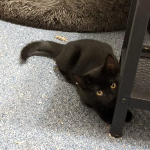 Pinochle thumbnail 2