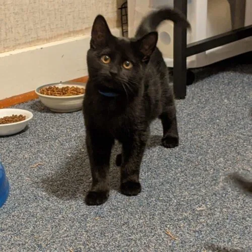 Pinochle thumbnail 4