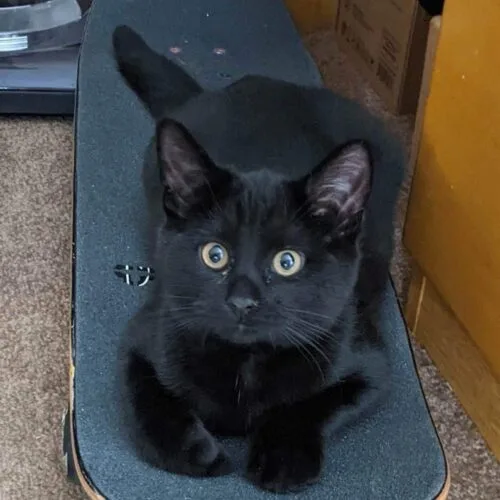 Pinochle thumbnail 8