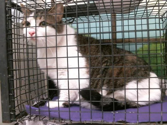 An adult large-sized female Domestic Short Hair cat named Blue for adoption in Houston, TX