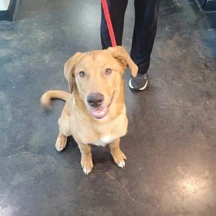 A young medium-sized male Mixed Breed dog named Ivan for adoption in Memphis, TN