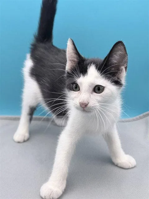 A baby small-sized male White Domestic Short Hair cat named Chomper for adoption in Tavares, FL