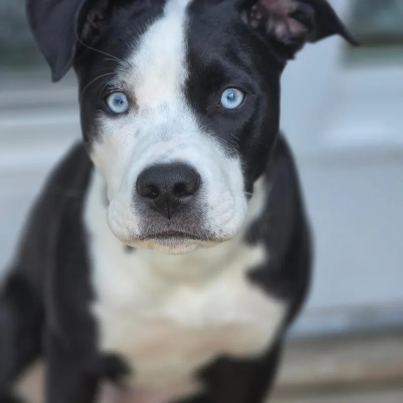 A young medium-sized male Pit Bull Terrier dog named Ross for adoption in Cary, IL