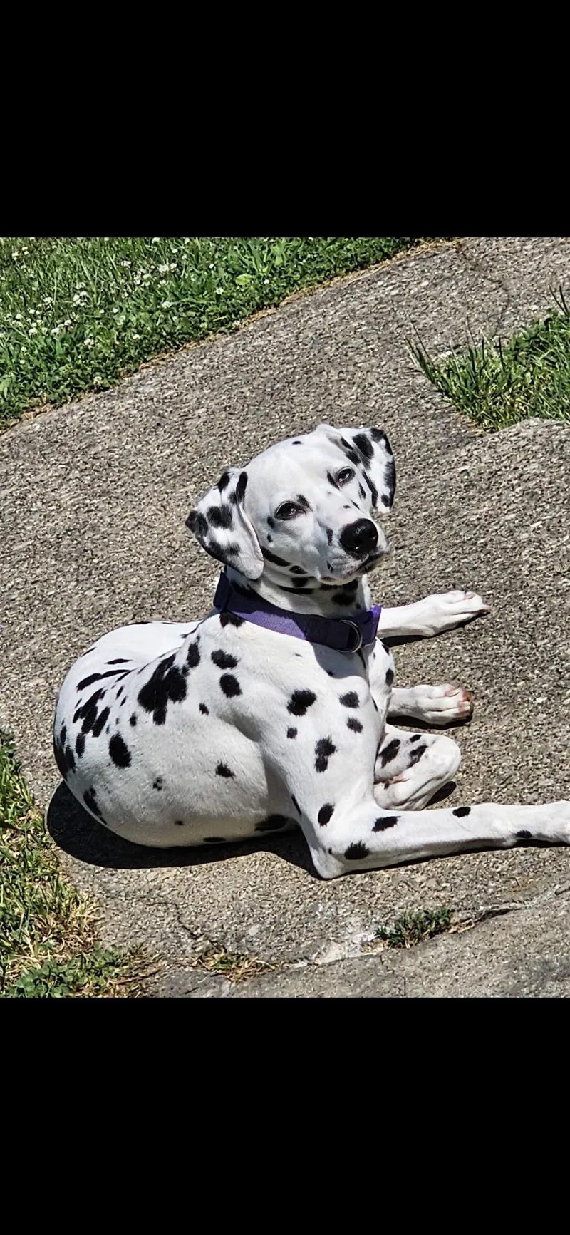 An adult medium-sized female Dalmatian dog named Dahlia—Cincinnati  OH for adoption in San Diego, CA