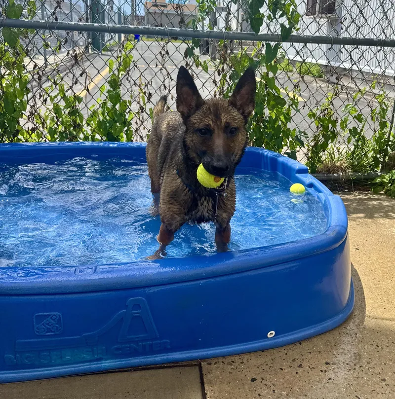 A young medium-sized female Brown / Chocolate Shepherd dog named Amaya for adoption in Long Beach, NY
