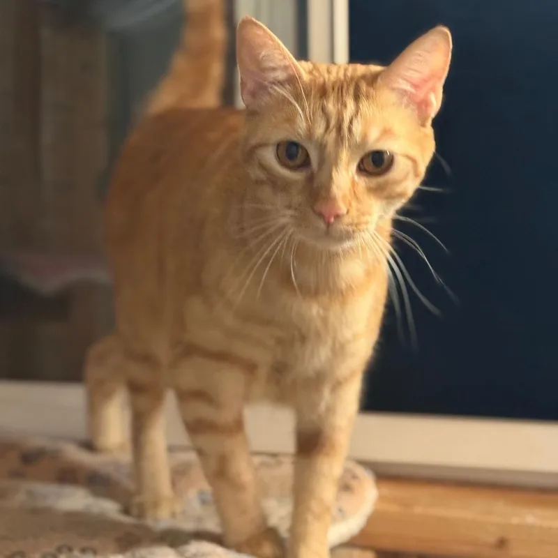 An adult large-sized male Orange / Red Domestic Short Hair cat named Biscotti for adoption in Long Beach, CA