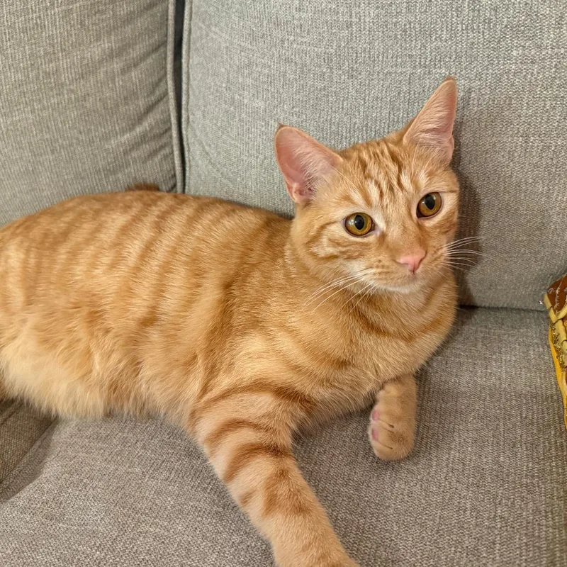 Biscotti thumbnail 2