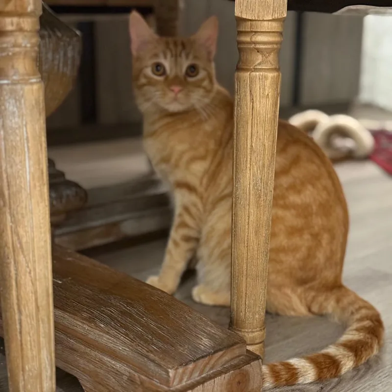 Biscotti thumbnail 3