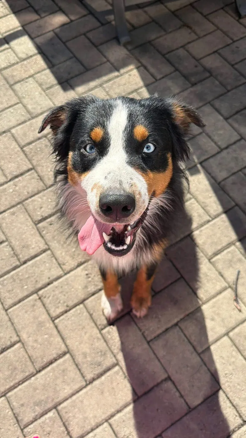 Koda