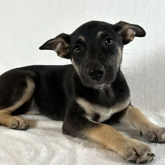 Rosalee thumbnail 3