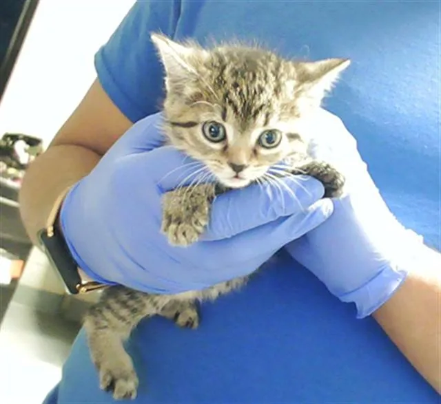 A baby small-sized female Domestic Short Hair cat named Thumbelina for adoption in Fayetteville, NC