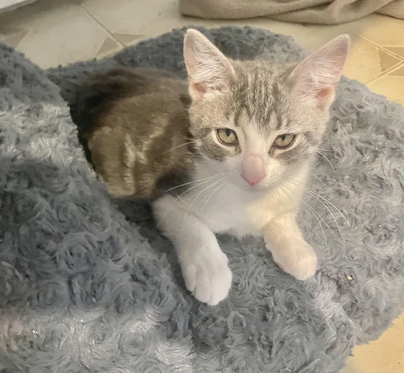A baby small-sized female Tabby (Gray / Blue / Silver) Domestic Short Hair cat named Tiana for adoption in Troy, NY