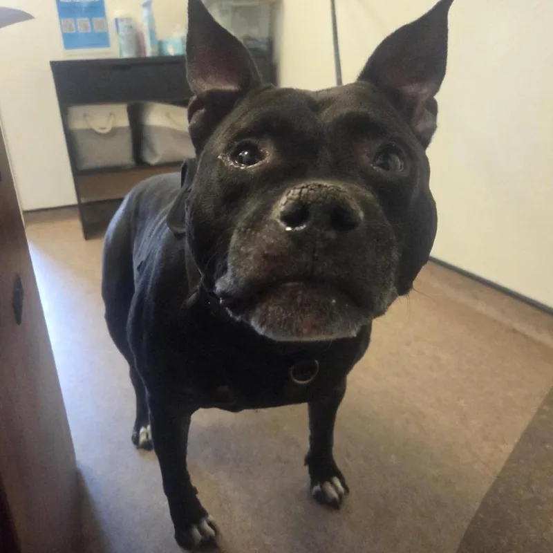 A senior large-sized male Black Pit Bull Terrier dog named Smokey for adoption in Saint Louis, MO