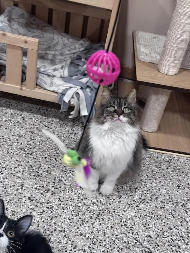 An adult medium-sized female Tabby (Brown / Chocolate) Domestic Medium Hair cat named Lindy for adoption in Grand Forks, ND