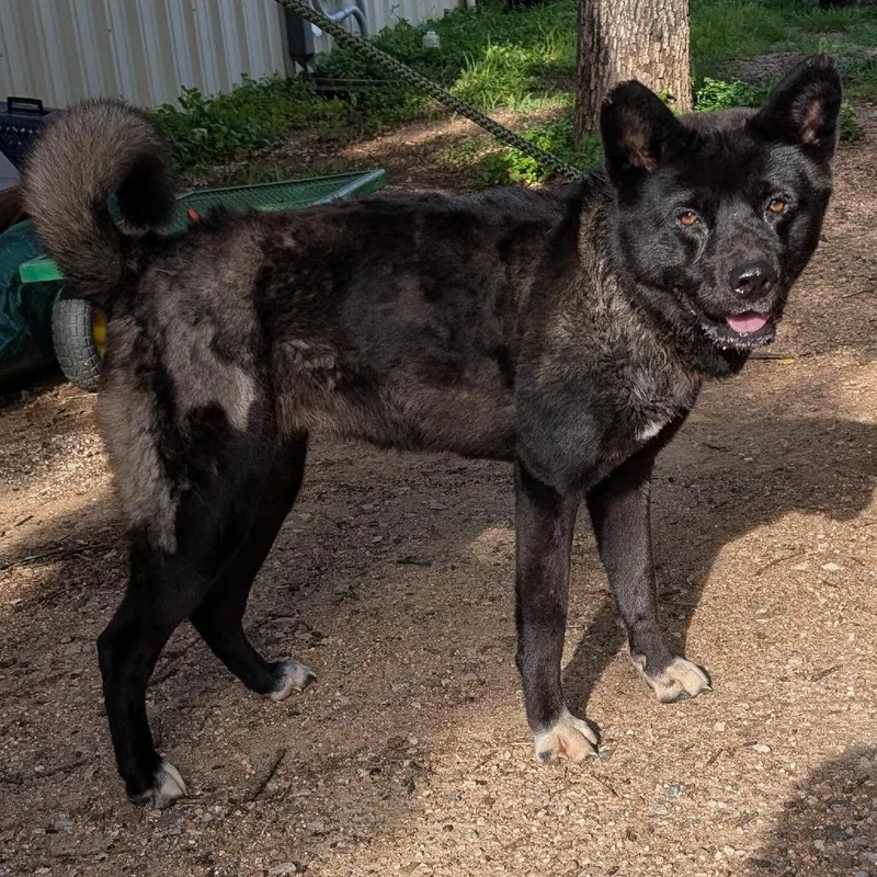 An adult large-sized female Black Akita dog named Lady Bird for adoption in Buchanan Dam, TX
