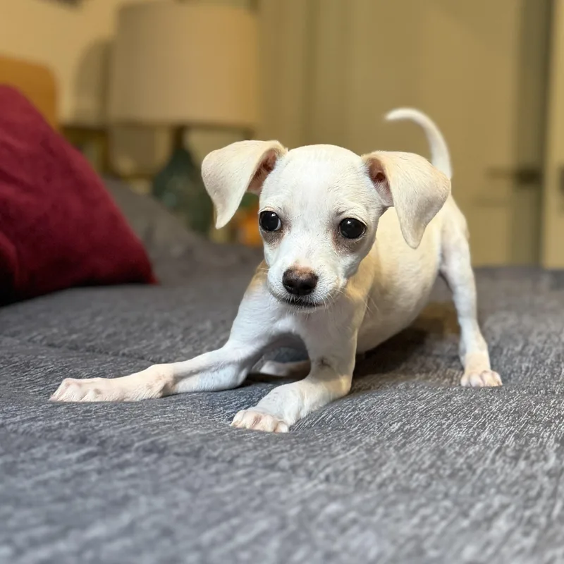 A baby small-sized female Apricot / Beige Chihuahua dog named Pastina for adoption in Brooklyn, NY