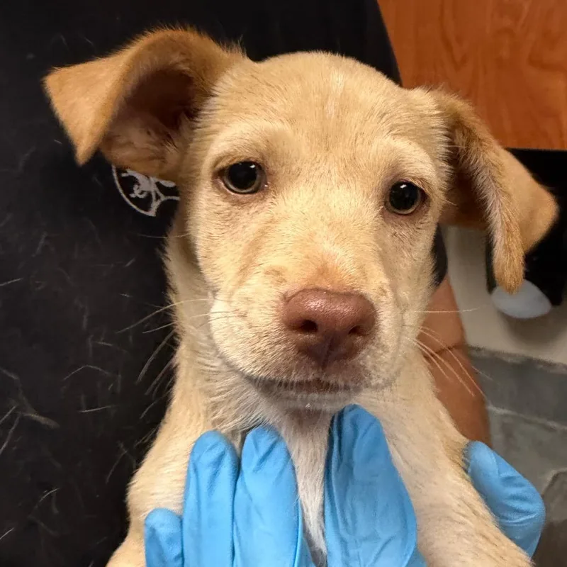 A baby small-sized male Apricot / Beige Chihuahua dog named Mac for adoption in Yuma, AZ