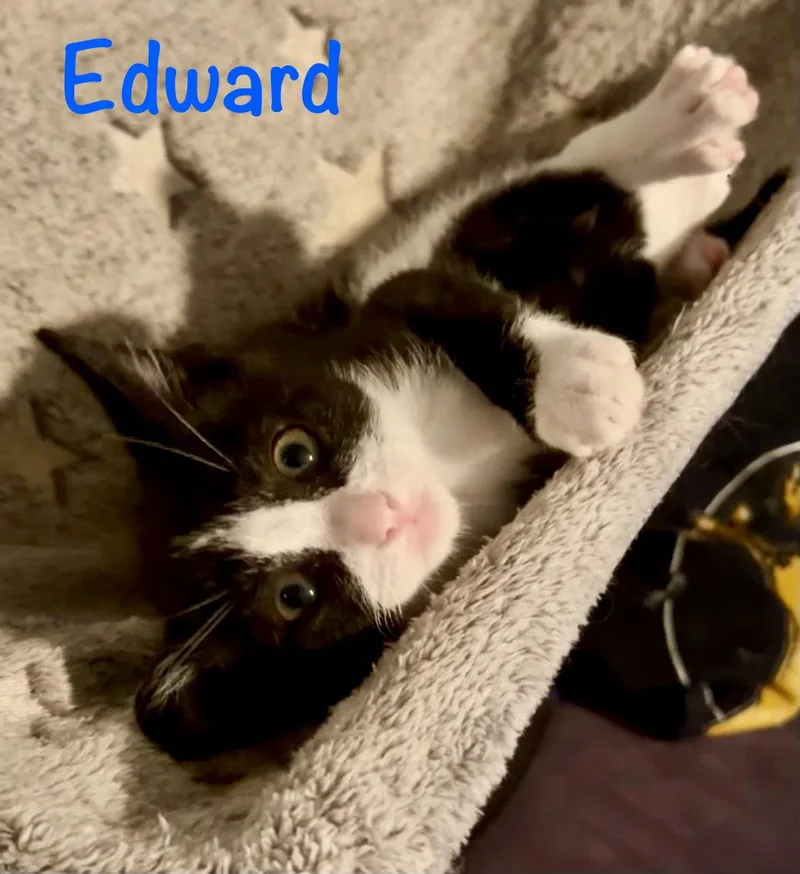A baby medium-sized male Black & White / Tuxedo Domestic Short Hair cat named Edward for adoption in Reston, VA