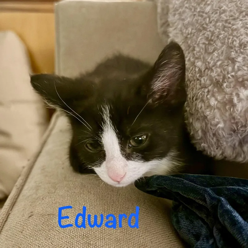 Edward thumbnail 2