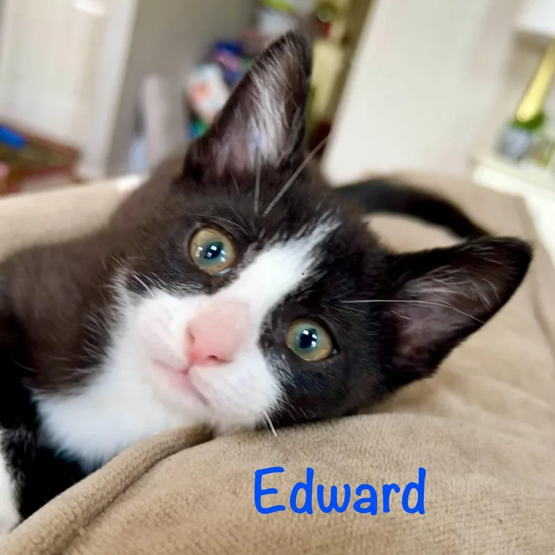 Edward thumbnail 3