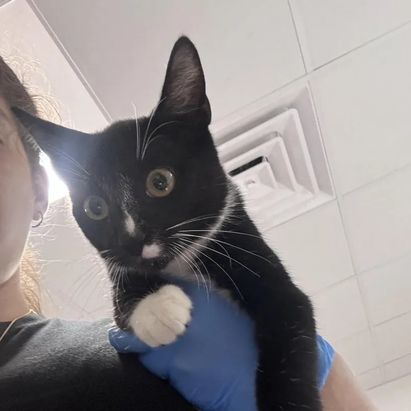 A baby small-sized male Black Domestic Short Hair cat named Cheddar for adoption in Newark, NJ