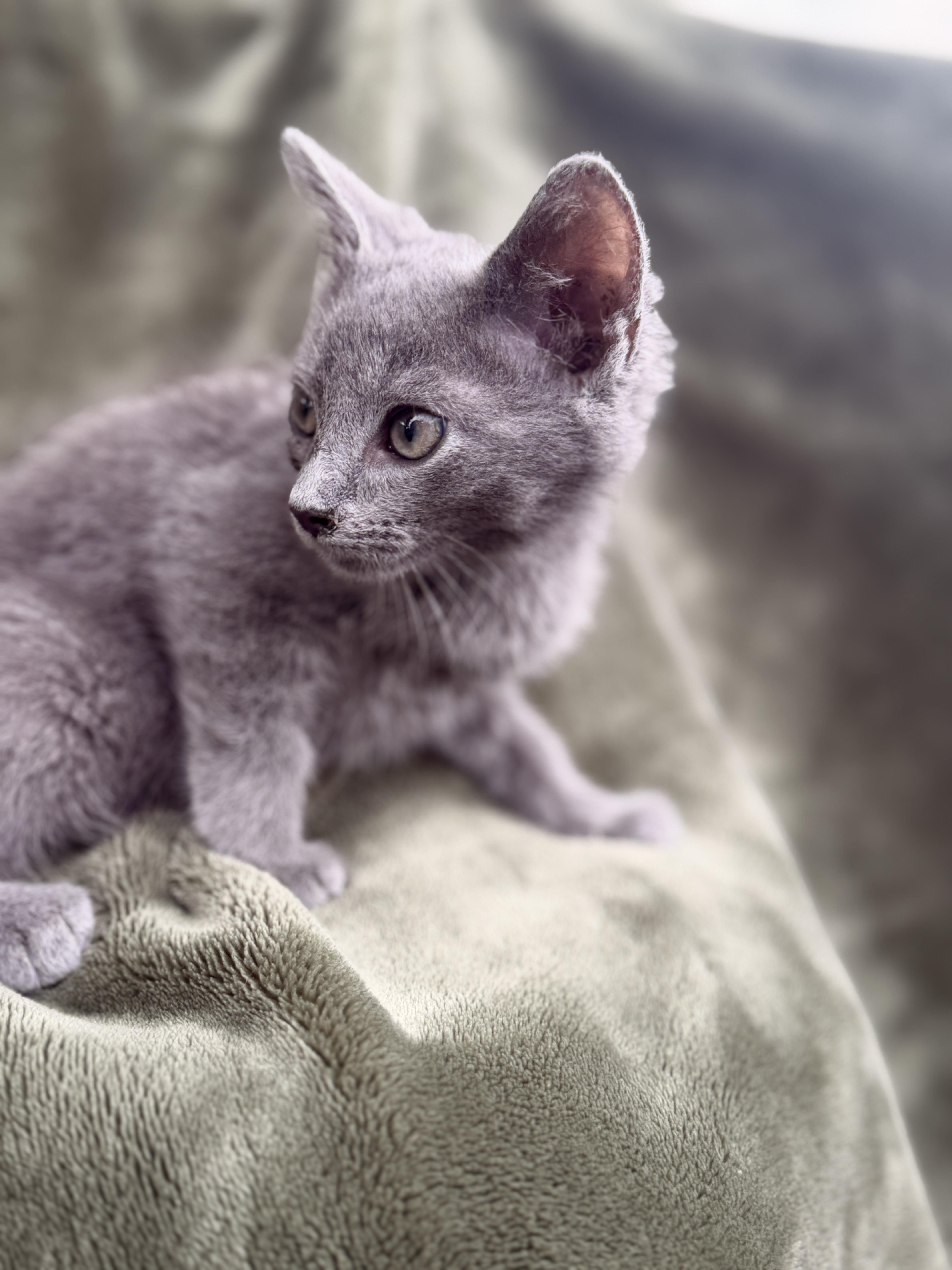 A baby medium-sized male Gray / Blue / Silver Domestic Short Hair cat named Harry for adoption in Gradyville, KY