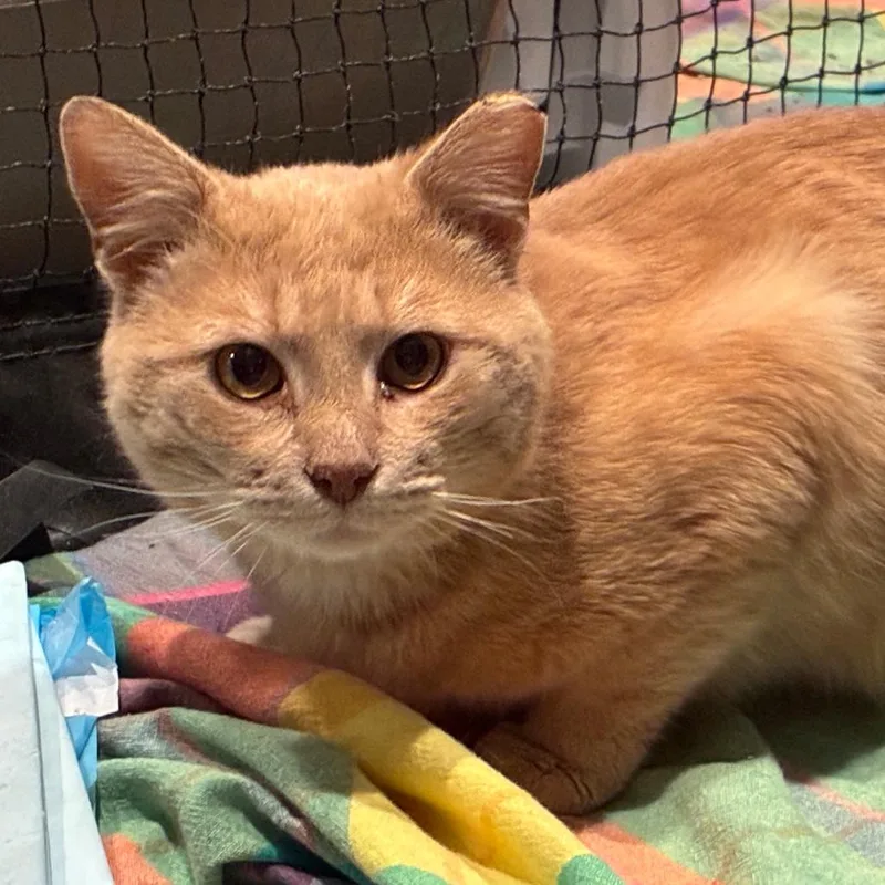An adult large-sized male Buff / Tan / Fawn Domestic Short Hair cat named Bcas Henry for adoption in Abingdon, MD