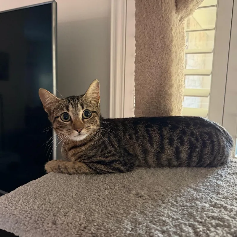 A baby medium-sized female Domestic Short Hair cat named Millie for adoption in League City, TX