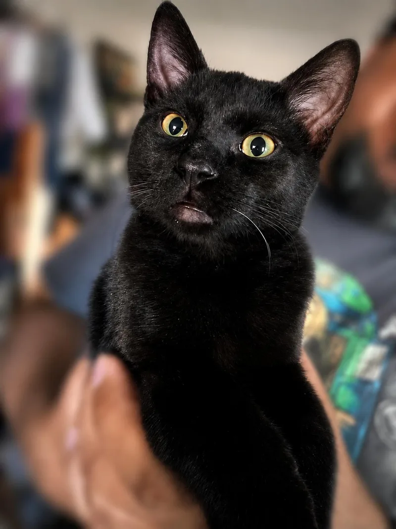 A baby medium-sized male Black Domestic Short Hair cat named Aaron for adoption in Fresno, CA