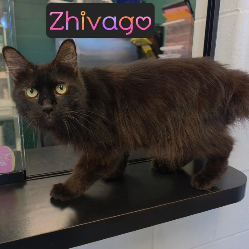 An adult medium-sized male Black American Bobtail cat named Zhivago for adoption in Parkersburg, WV