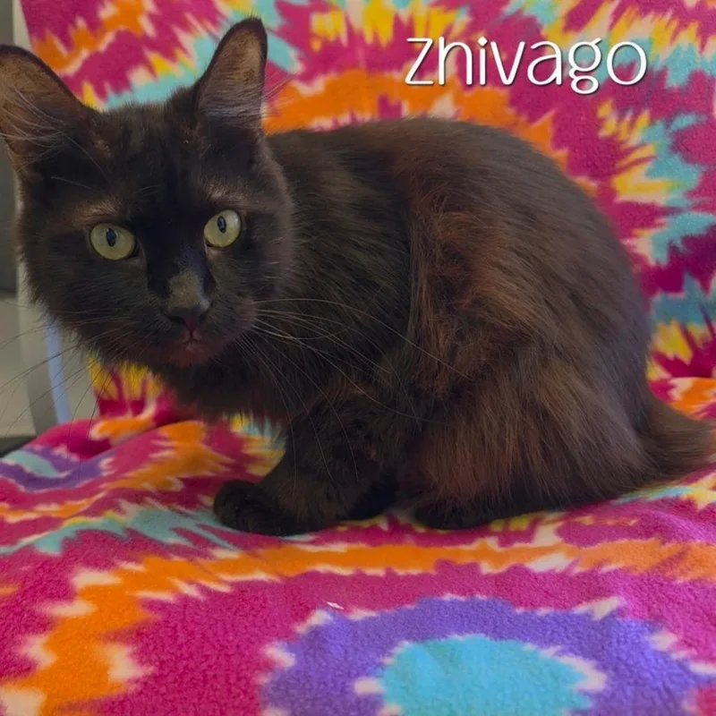 Zhivago thumbnail 2