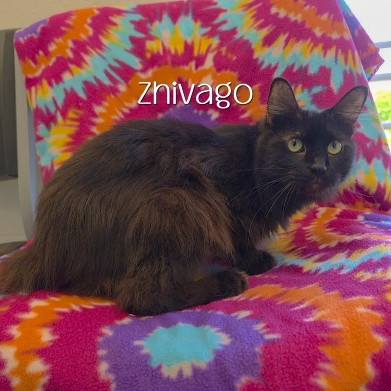 Zhivago thumbnail 3