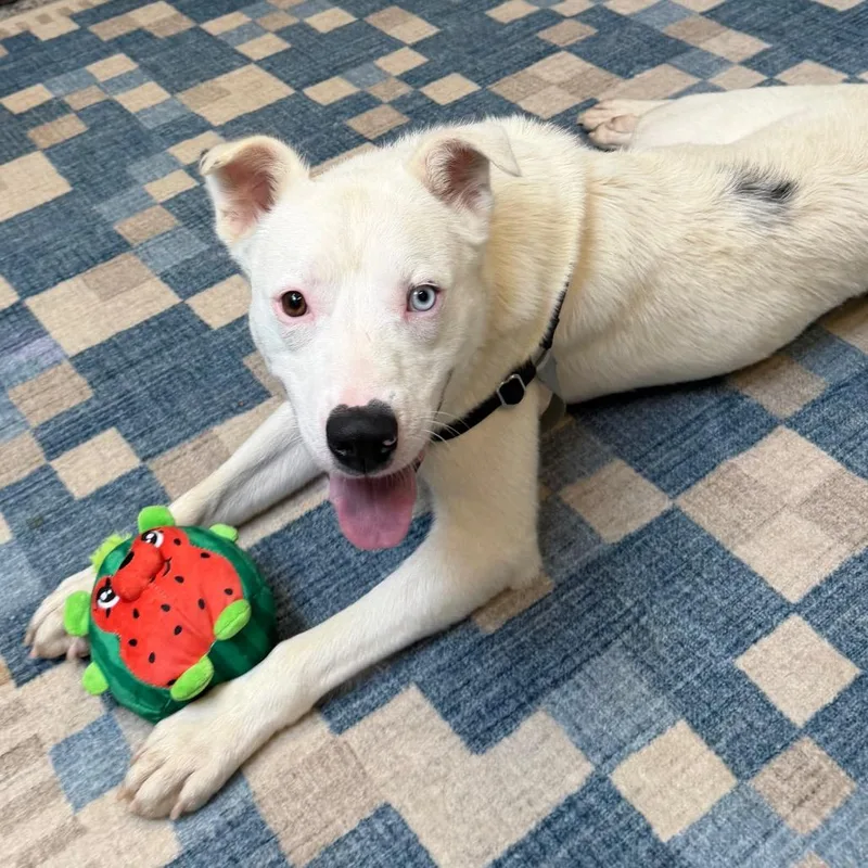 A young medium-sized male White / Cream Mixed Breed dog named Blizzard for adoption in Falls Church, VA