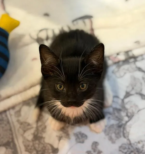 A baby medium-sized male Black & White / Tuxedo Domestic Short Hair cat named Alex for adoption in Wayne, NJ