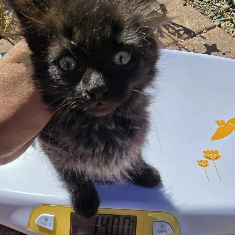A baby small-sized female Black Domestic Long Hair cat named Luna for adoption in Long Beach, CA