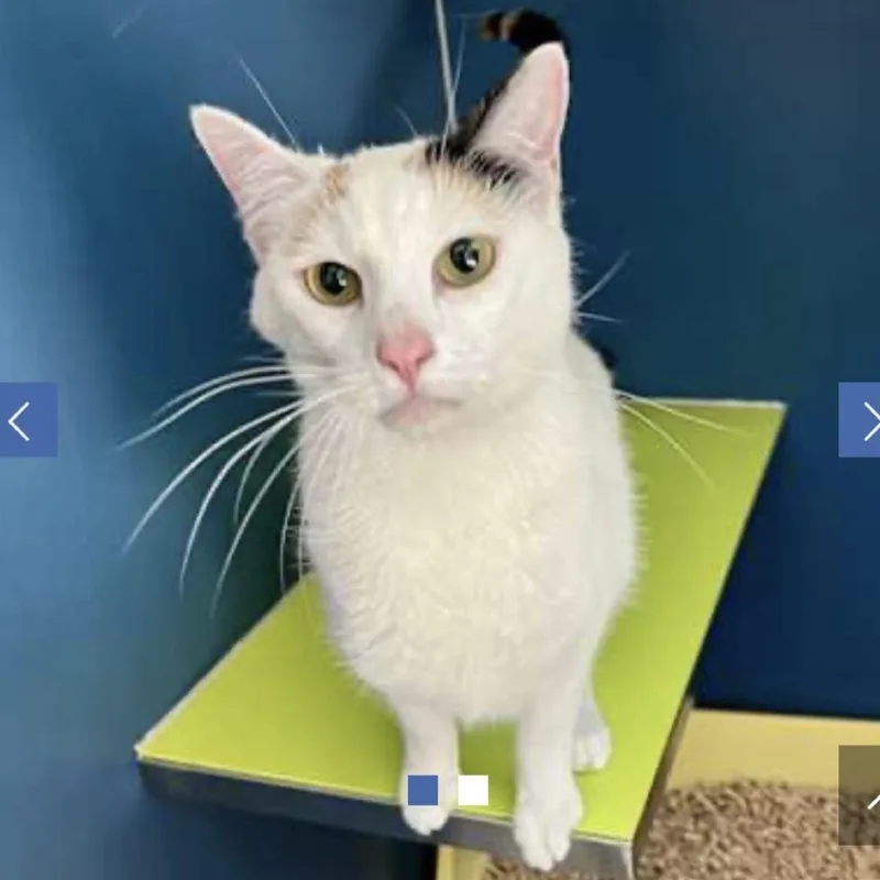 An adult medium-sized female White Domestic Short Hair cat named Munchkin for adoption in Chapel Hill, NC