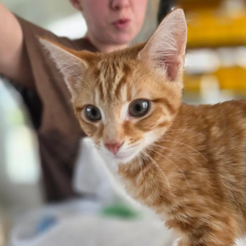 A young small-sized male Orange / Red Domestic Short Hair cat named Mufasa for adoption in Chapel Hill, NC
