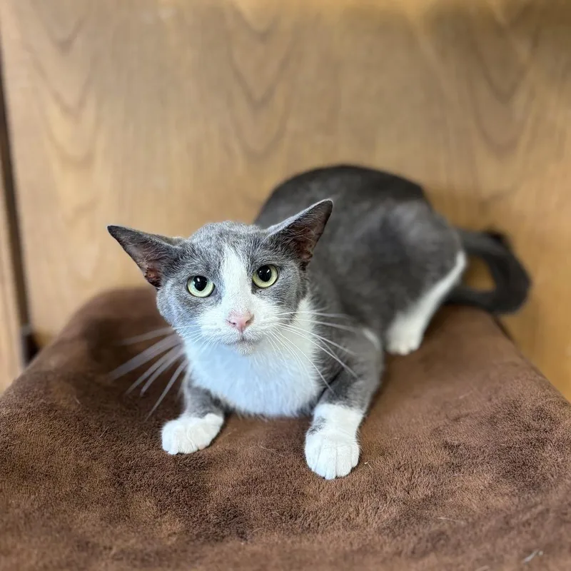 An adult small-sized female Gray / Blue / Silver Domestic Short Hair cat named Novo for adoption in Fargo, ND