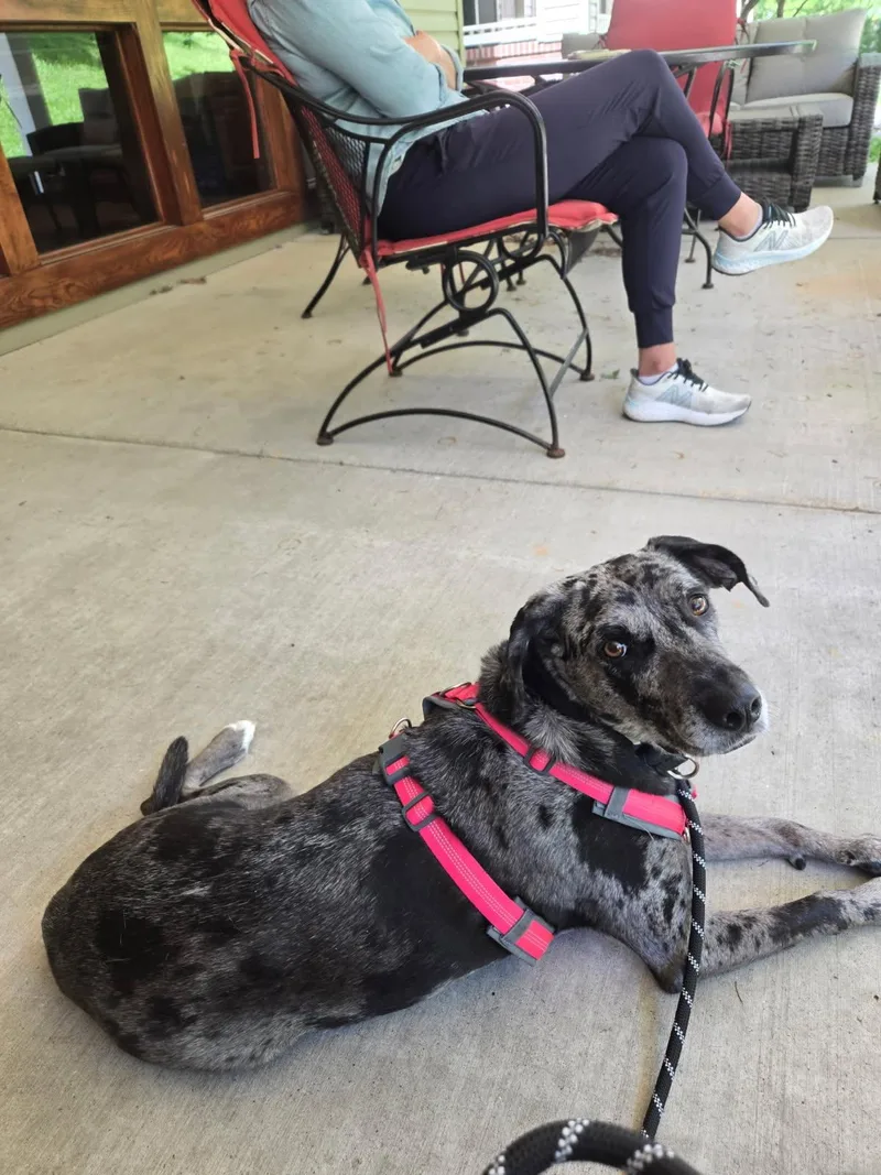 An adult large-sized female Merle (Blue) Catahoula Leopard Dog dog named Tessa for adoption in Piney Flats, TN