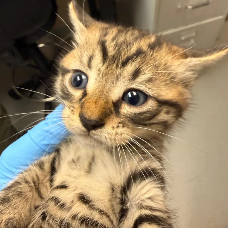 A baby small-sized male Brown / Chocolate Domestic Short Hair cat named Stitch for adoption in Troy, VA